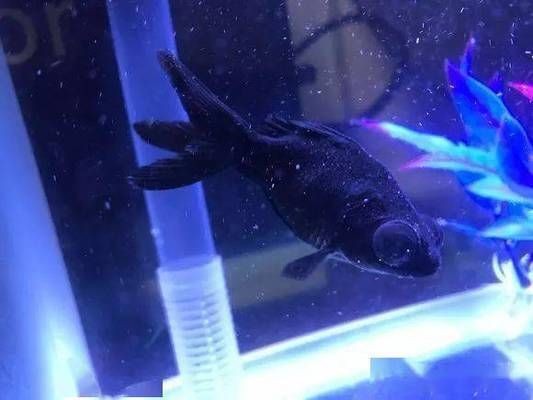 魟魚白點病的自然療法
