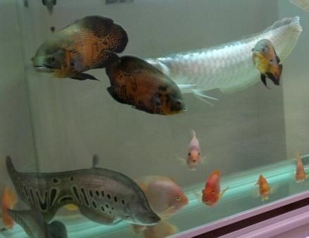 魟魚飽腹后多久排便：如何判斷魟魚飽腹后多久排便