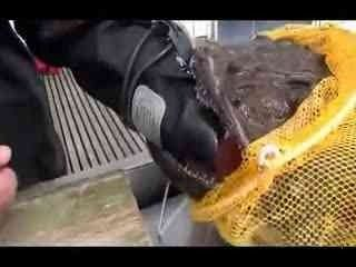 虎魚怎么訓練吃飼料？：如何訓練虎魚吃飼料