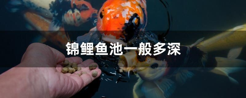 錦鯉魚池一般多深 錦鯉魚池一般多深 馬來西亞咖啡 第1張