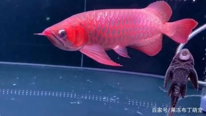 太原紅龍魚市場地址電話：太原紅龍魚市場