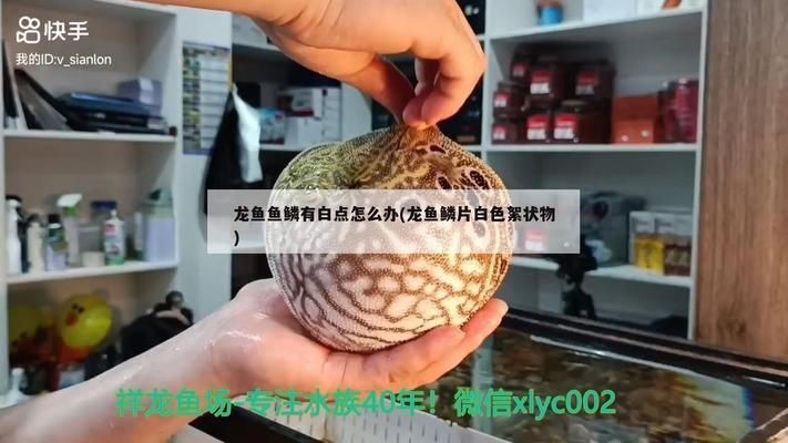 龍魚魚鱗上有白色絮狀物vs祥龍魚場(chǎng)：關(guān)于龍魚魚鱗上出現(xiàn)白色絮狀物的原因及處理辦法