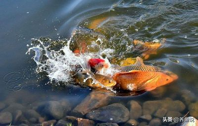 80的魚缸能養多大的幾條錦鯉：80厘米的魚缸可以養幾條20厘米長的錦鯉