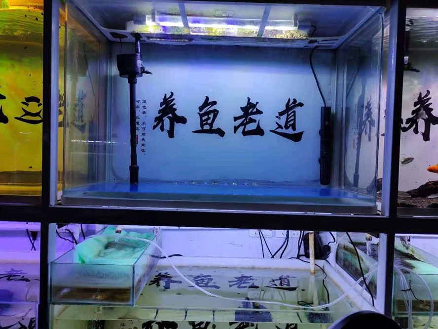 80的魚缸能養多大的幾條錦鯉：80厘米的魚缸可以養幾條20厘米長的錦鯉