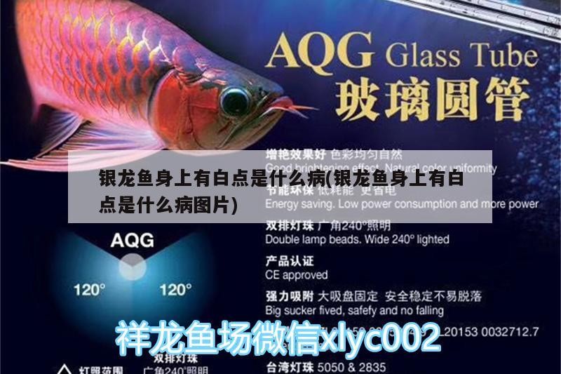 銀龍魚身上有白點(diǎn)是什么病(銀龍魚身上有白點(diǎn)是什么病圖片)