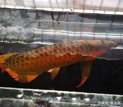 家里養紅龍魚有什么好處？：養紅龍魚的好處包括：它們能夠凈化空氣，適合新手入門