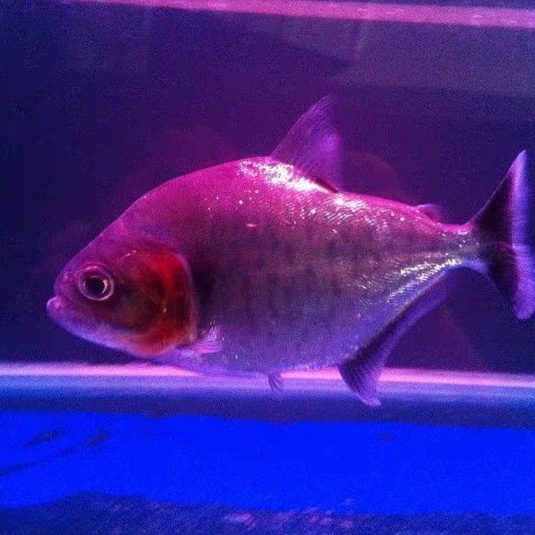 虎魚10厘米到20厘米：虎魚從10厘米到20厘米到20厘米的成長過程中需要注意的因素