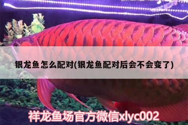 銀龍魚怎么配對(銀龍魚配對后會不會變了)