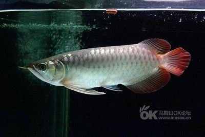 紅龍幼魚海水魚 龍魚百科 第2張 紅龍幼魚海水魚 紅龍幼魚海水魚 龍魚百科 第2張