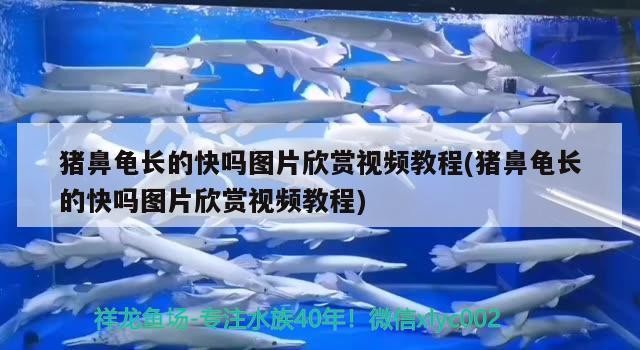 豬鼻龜長(zhǎng)的快嗎圖片欣賞視頻教程(豬鼻龜長(zhǎng)的快嗎圖片欣賞視頻教程)