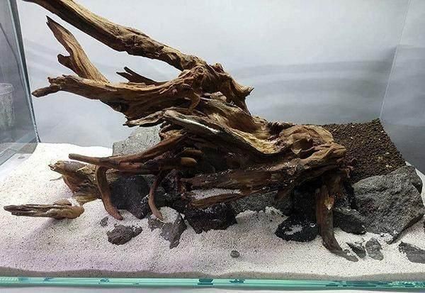 沉木放在魚缸里水發黃怎么辦：如何解決魚缸水發黃的問題？