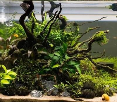 沉木放在魚缸里水發黃怎么辦：如何解決魚缸水發黃的問題？