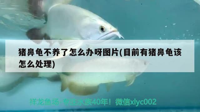 豬鼻龜不養(yǎng)了怎么辦呀圖片(目前有豬鼻龜該怎么處理) 豬鼻龜不養(yǎng)了怎么辦呀圖片(目前有豬鼻龜該怎么處理) 豬鼻龜百科