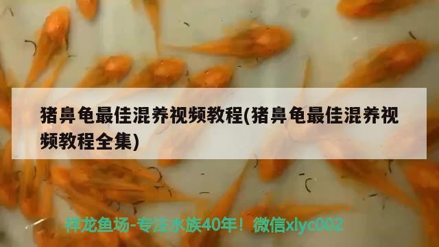 豬鼻龜最佳混養(yǎng)視頻教程(豬鼻龜最佳混養(yǎng)視頻教程全集) 豬鼻龜最佳混養(yǎng)視頻教程(豬鼻龜最佳混養(yǎng)視頻教程全集) 豬鼻龜百科