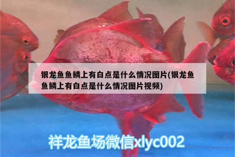 銀龍魚魚鱗上有白點(diǎn)是什么情況圖片(銀龍魚魚鱗上有白點(diǎn)是什么情況圖片視頻)