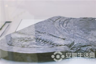 巢湖龍魚vs祥龍魚場（安徽發現三疊紀早期的巢湖龍魚專賣店可能存在于一些地區）