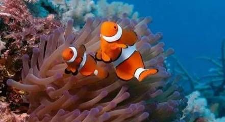 梧州水族館vs祥龍魚場（梧州水族館和祥龍魚場各有其特色和優勢） 梧州水族館vs祥龍魚場（梧州水族館和祥龍魚場各有其特色和優勢） 全國水族館企業名錄 第5張