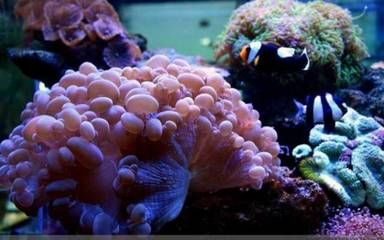 梧州水族館vs祥龍魚場（梧州水族館和祥龍魚場各有其特色和優勢） 梧州水族館vs祥龍魚場（梧州水族館和祥龍魚場各有其特色和優勢） 全國水族館企業名錄 第6張