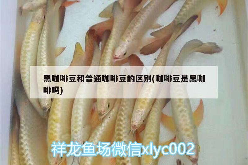 黑咖啡豆和普通咖啡豆的區別(咖啡豆是黑咖啡嗎)
