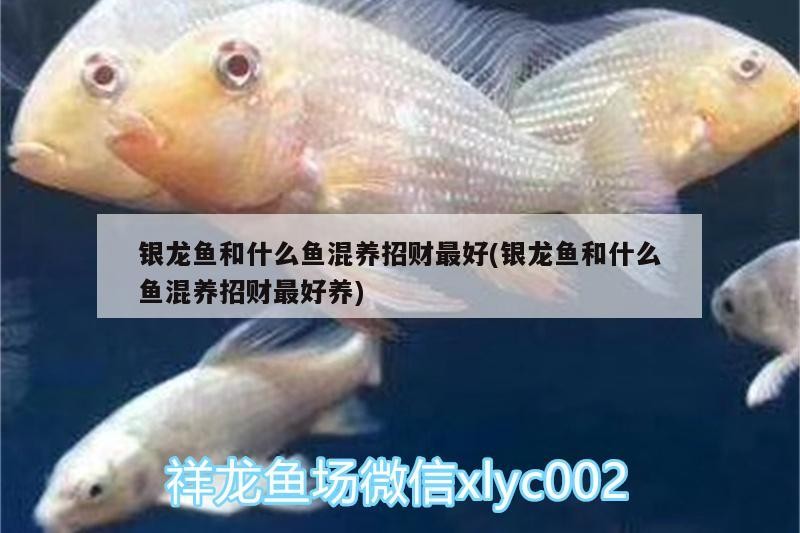 銀龍魚和什么魚混養招財最好(銀龍魚和什么魚混養招財最好養)