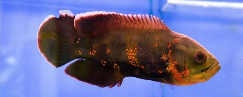 80的缸能養幾條地圖魚怎么養