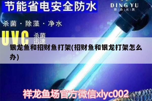 銀龍魚和招財魚打架(招財魚和銀龍打架怎么辦)
