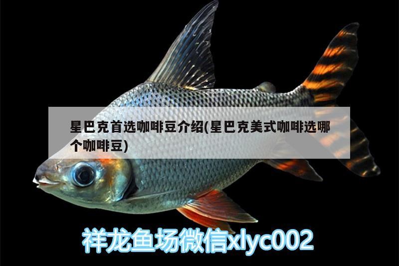 星巴克首選咖啡豆介紹(星巴克美式咖啡選哪個咖啡豆)