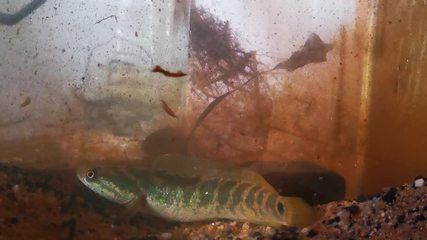 野生雷龍魚(yú)怎么馴養(yǎng)方法：野生雷龍魚(yú)的飼養(yǎng)方法