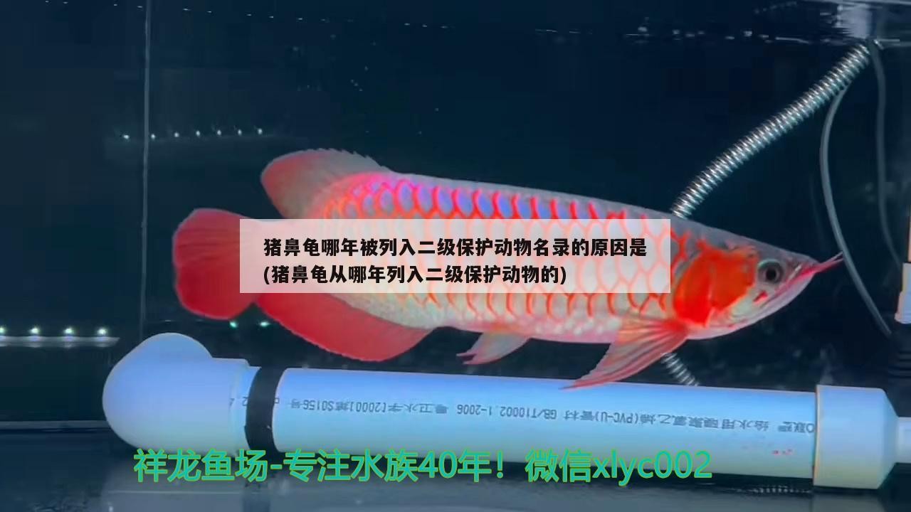 豬鼻龜哪年被列入二級保護動物名錄的原因是(豬鼻龜從哪年列入二級保護動物的) 豬鼻龜哪年被列入二級保護動物名錄的原因是(豬鼻龜從哪年列入二級保護動物的) 豬鼻龜百科