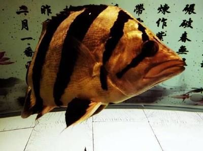 魟魚水質(zhì)管理最佳實(shí)踐：關(guān)于魟魚水質(zhì)管理的最佳實(shí)踐