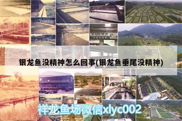 銀龍魚沒精神怎么回事(銀龍魚垂尾沒精神)