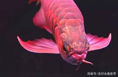 紅龍魚的介紹和特點是什么樣的：關(guān)于紅龍魚的介紹 紅龍魚的介紹和特點是什么樣的：關(guān)于紅龍魚的介紹 紅龍魚百科 第3張