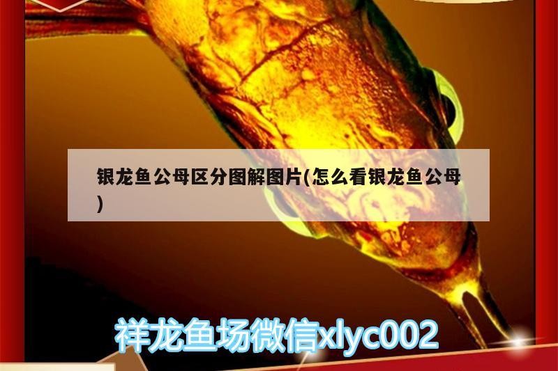 銀龍魚公母區(qū)分圖解圖片(怎么看銀龍魚公母) 銀龍魚公母區(qū)分圖解圖片(怎么看銀龍魚公母) 銀龍魚百科