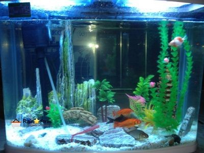 寶來(lái)魚(yú)缸怎么樣：寶來(lái)魚(yú)缸產(chǎn)品質(zhì)量如何？