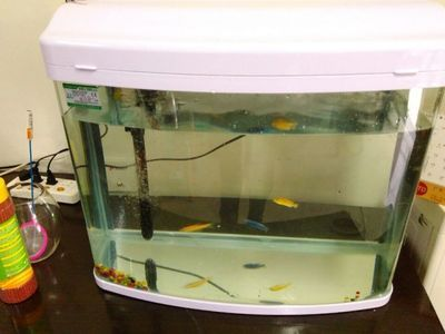 寶來(lái)魚(yú)缸怎么樣：寶來(lái)魚(yú)缸產(chǎn)品質(zhì)量如何？