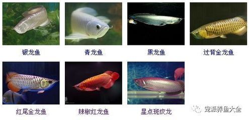 青龍魚和紅龍魚的區(qū)別在哪里：青龍魚與紅龍魚的區(qū)別 青龍魚和紅龍魚的區(qū)別在哪里：青龍魚與紅龍魚的區(qū)別 紅龍魚百科 第4張