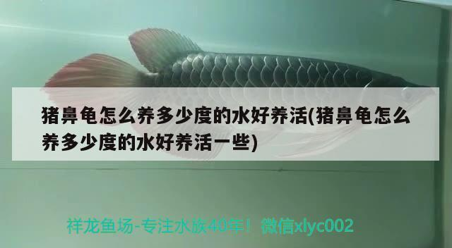 豬鼻龜怎么養多少度的水好養活(豬鼻龜怎么養多少度的水好養活一些)