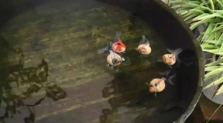 玻璃鋼做魚缸的壞處是什么:玻璃鋼魚缸有哪些優缺點 魚缸百科 第2張 玻璃鋼做魚缸的壞處是什么:玻璃鋼魚缸有哪些優缺點 玻璃鋼做魚缸的壞處是什么:玻璃鋼魚缸有哪些優缺點 魚缸百科 第2張