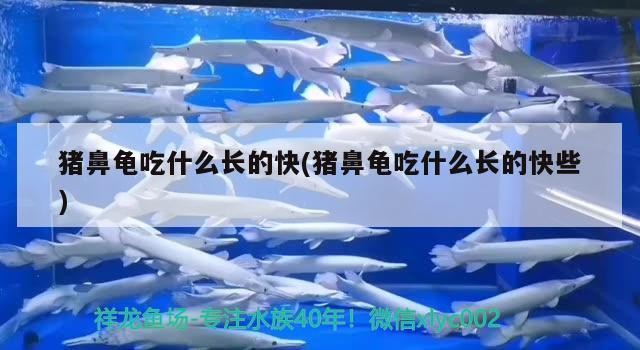 豬鼻龜吃什么長的快(豬鼻龜吃什么長的快些)