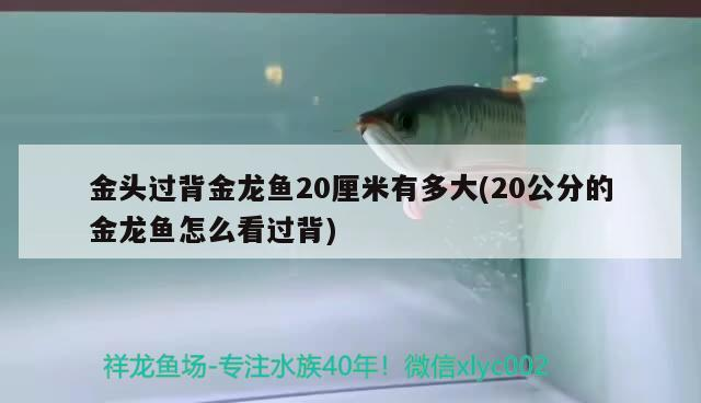 金頭過(guò)背金龍魚20厘米有多大(20公分的金龍魚怎么看過(guò)背)