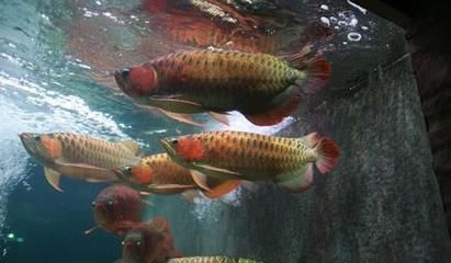 紅龍魚和金龍魚混養(yǎng)十天又打架了正常嗎 紅龍魚和金龍魚混養(yǎng)十天又打架了正常嗎 紅龍魚百科 第2張