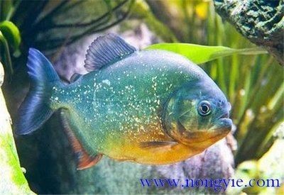 虎魚的養(yǎng)殖方法：養(yǎng)殖虎魚的注意事項 虎魚的養(yǎng)殖方法：養(yǎng)殖虎魚的注意事項 虎魚百科 第2張