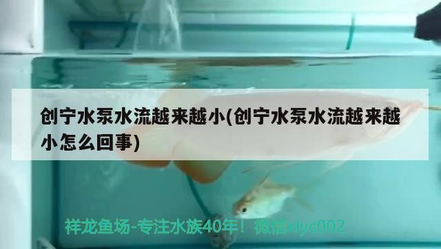 創寧水泵水流越來越小(創寧水泵水流越來越小怎么回事) 創寧水泵水流越來越小(創寧水泵水流越來越小怎么回事) 創寧水族