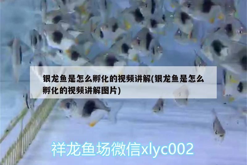 銀龍魚是怎么孵化的視頻講解(銀龍魚是怎么孵化的視頻講解圖片)