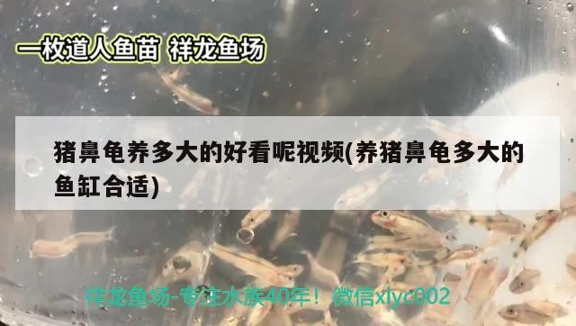 豬鼻龜養多大的好看呢視頻(養豬鼻龜多大的魚缸合適)