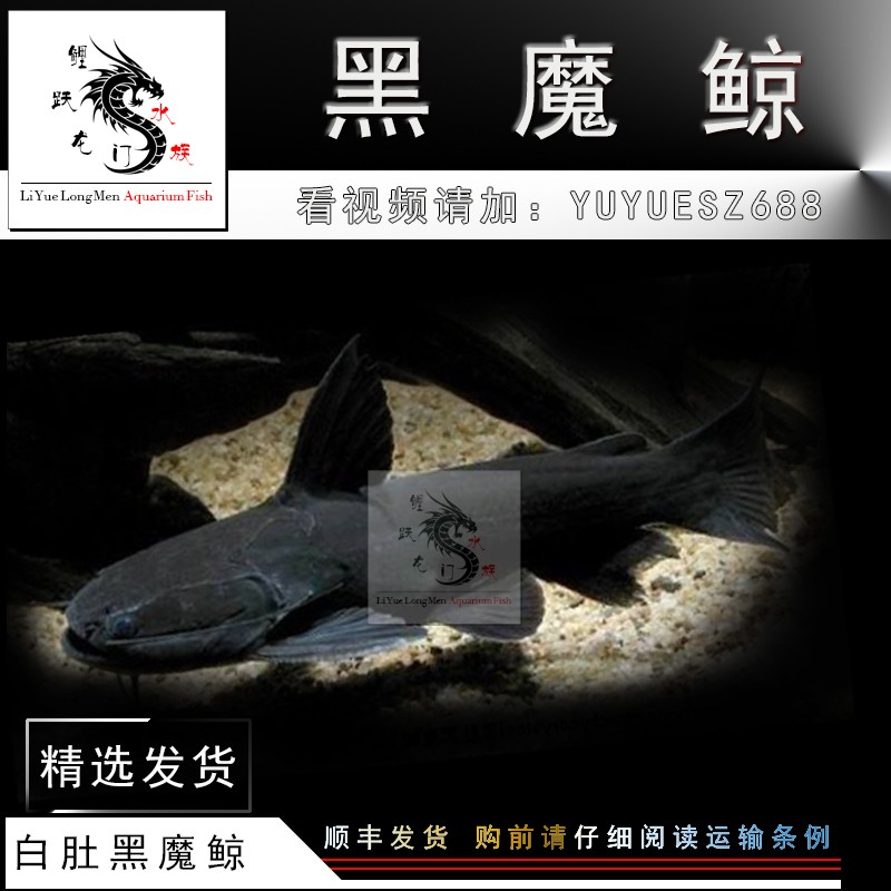 我又來啦 我又來啦 魟魚百科 第1張