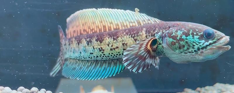 龍魚寄生蟲感染癥狀表現有哪些vs祥龍魚場：龍魚寄生蟲感染癥狀表現