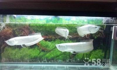 宜昌龍魚vs祥龍魚場（宜昌龍魚與祥龍魚場的區別）