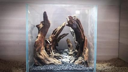 草缸還是魚缸好養：草缸與魚缸各有優缺點 草缸還是魚缸好養：草缸與魚缸各有優缺點 魚缸百科 第4張