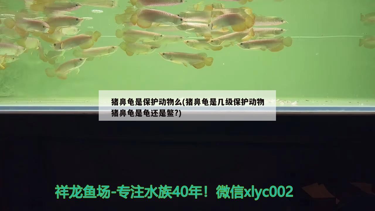 豬鼻龜是保護動物么(豬鼻龜是幾級保護動物豬鼻龜是龜還是鱉?) 豬鼻龜是保護動物么(豬鼻龜是幾級保護動物豬鼻龜是龜還是鱉?) 豬鼻龜百科